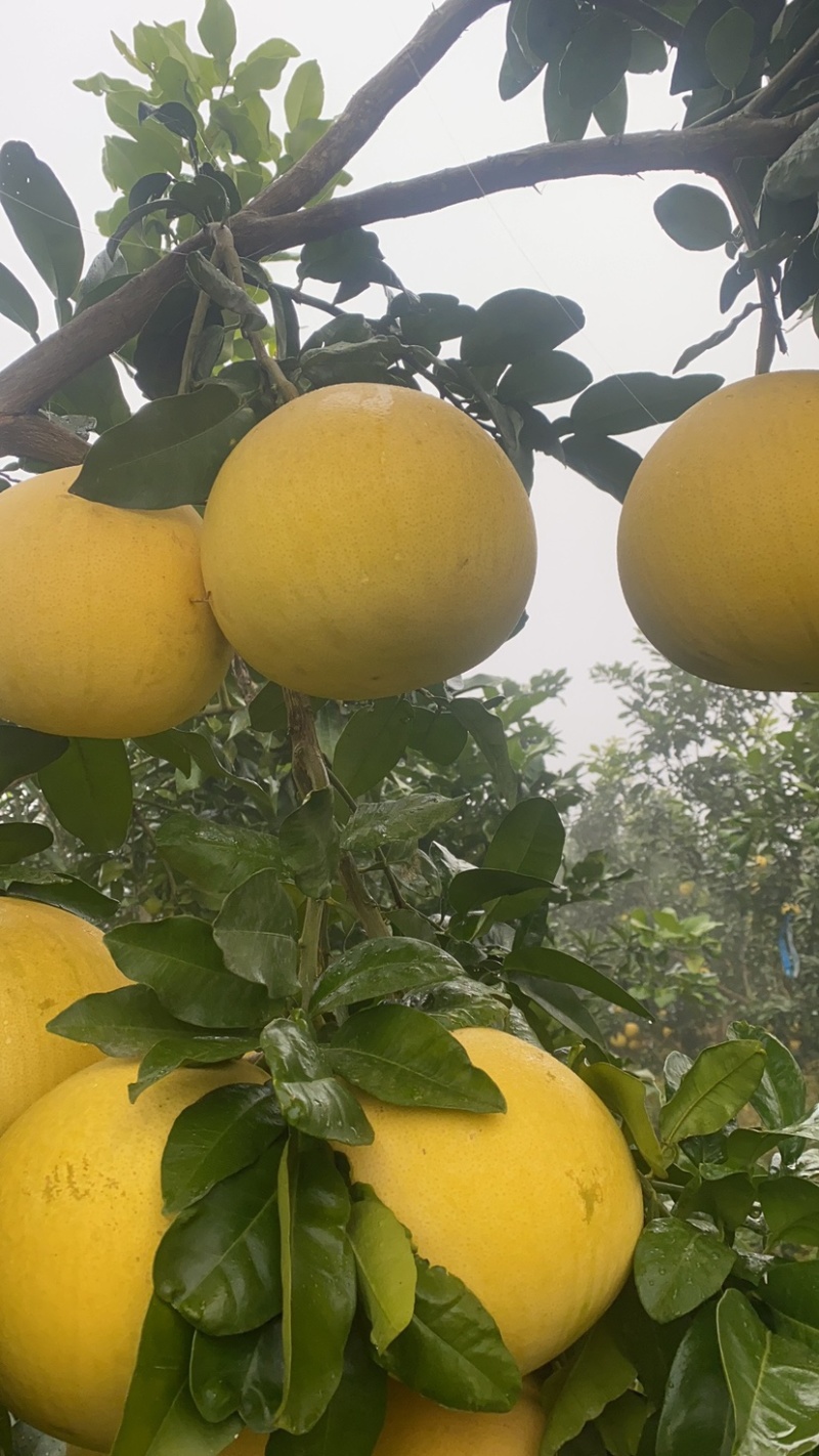四川绵阳蜜柚三红柚红心黄心白心柚大量出货