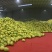四川绵阳蜜柚三红柚红心黄心白心柚大量出货