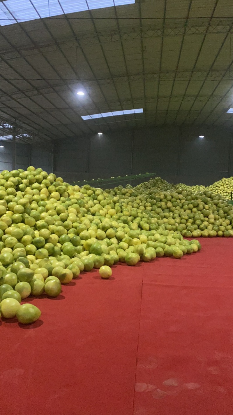 四川绵阳蜜柚三红柚红心黄心白心柚大量出货