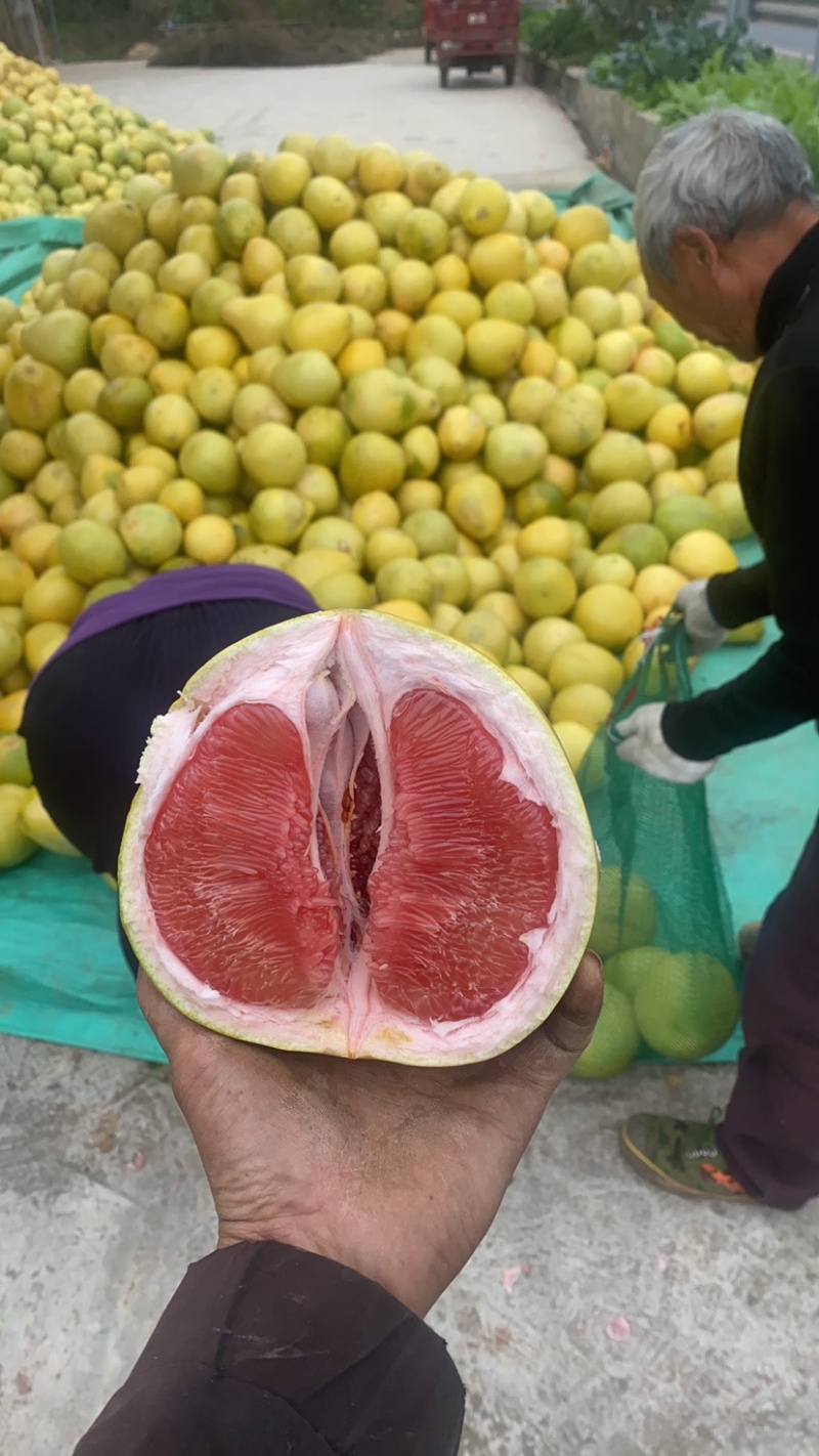 四川绵阳蜜柚三红柚红心黄心白心柚大量出货