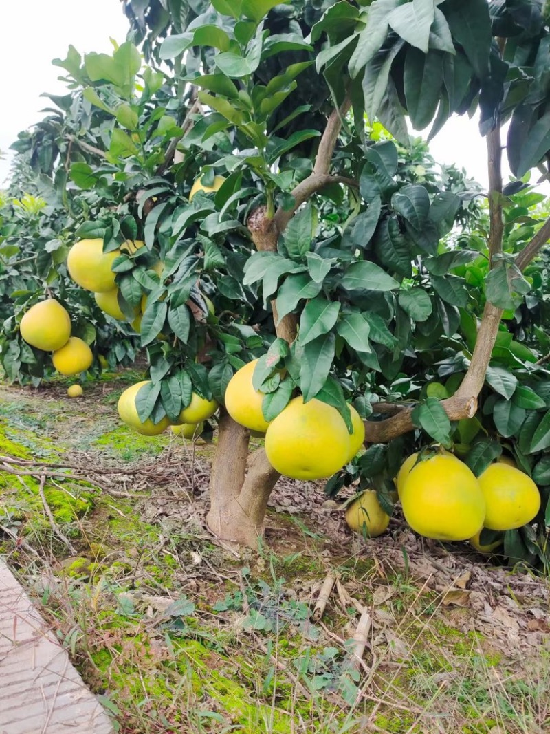四川绵阳蜜柚三红柚红心黄心白心柚大量出货