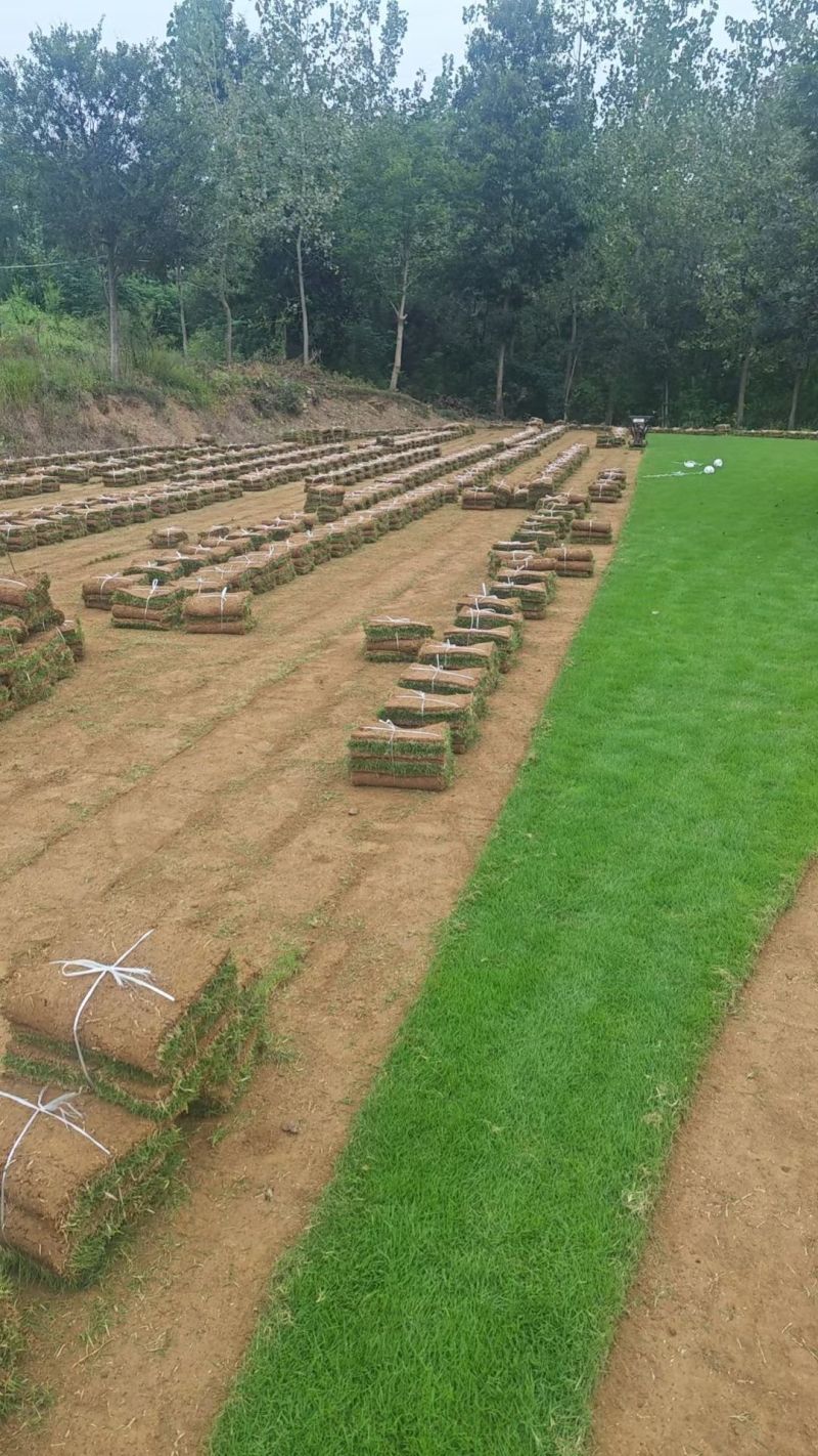 台湾二号，台湾青草坪马尼拉草坪，基地自产自销