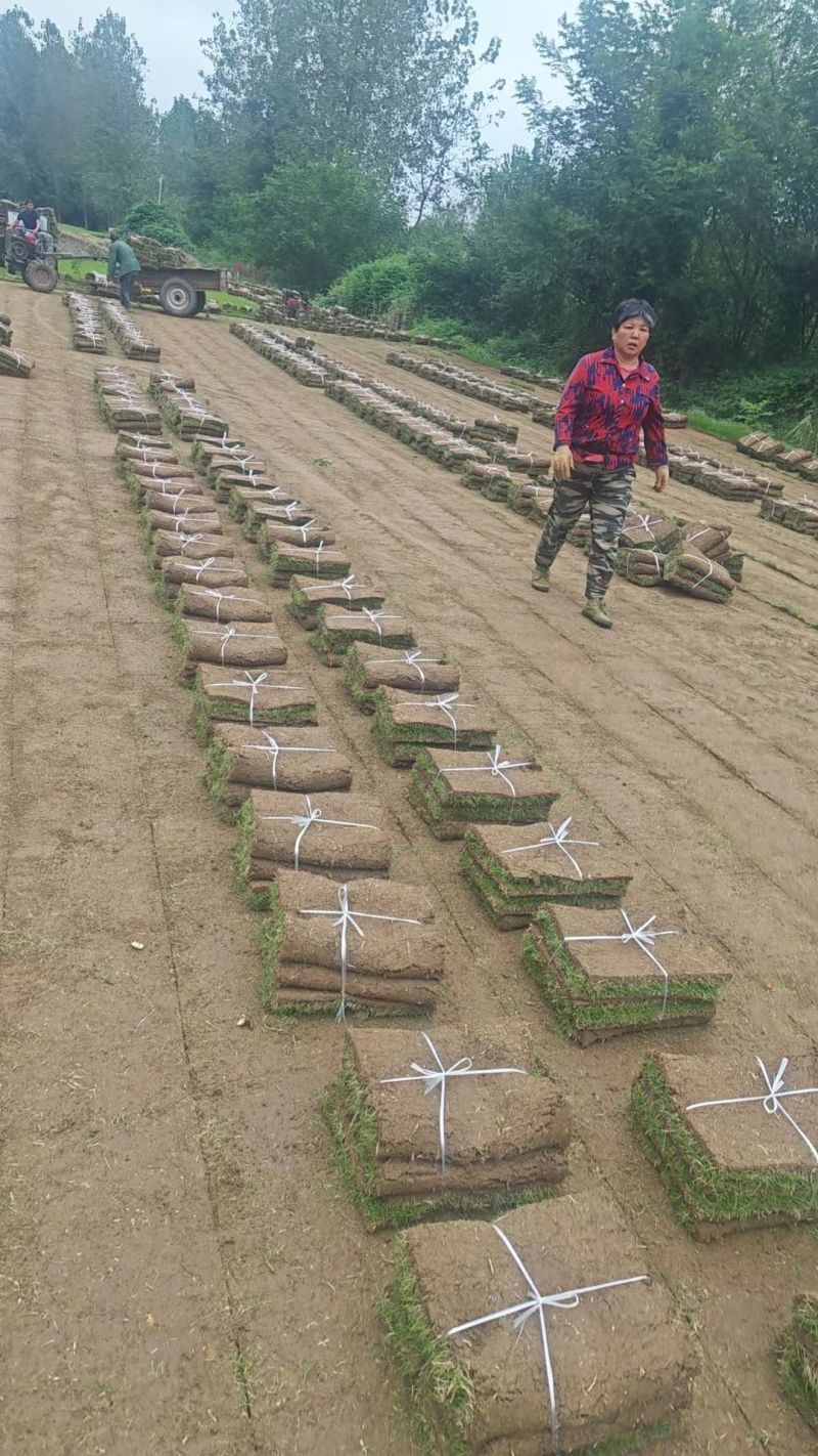 台湾二号，台湾青草坪马尼拉草坪，基地自产自销