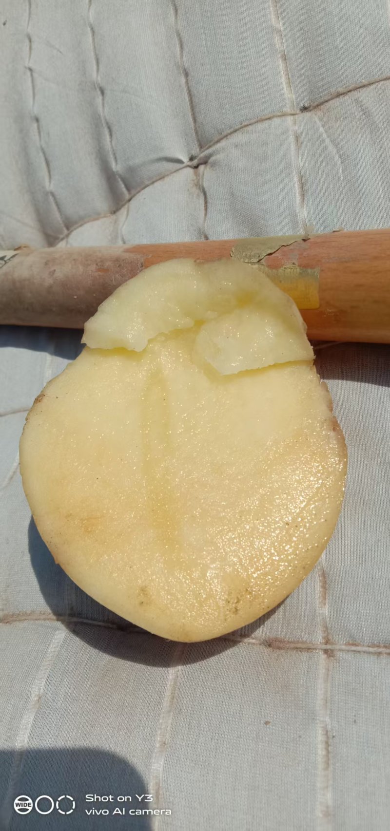 陇薯土豆淀粉含量高大小都有全国供应