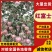 中牟县糖心红富士苹果大量上市大量批发，是脆甜多汁的，