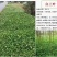 姬岩垂草，园晶草，开花免修剪型草坪，耐寒耐旱