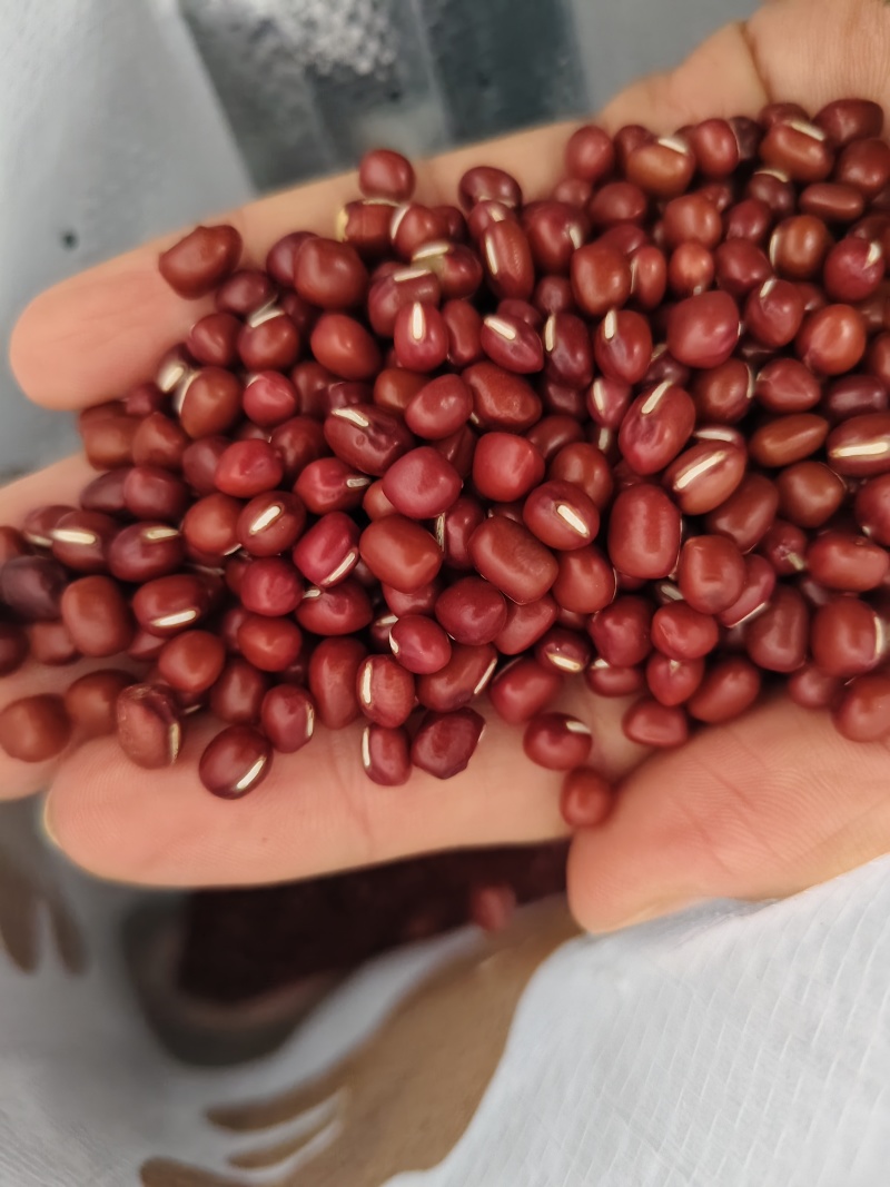 珍珠粒红小豆散装批发零售量大优惠