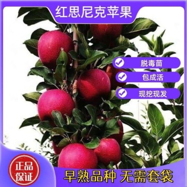 红思尼克苹果树苗，基地直发签约合同种植，管理修剪提供