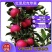 红思尼克苹果树苗，基地直发签约合同种植，管理修剪提供
