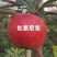 红思尼克苹果树苗，基地直发签约合同种植，管理修剪提供