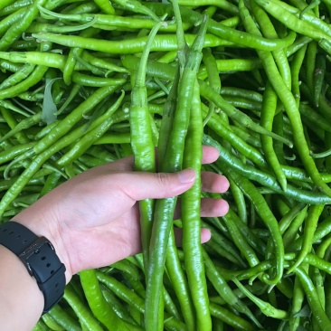 陕西产区鲜辣椒精品线椒大量供应