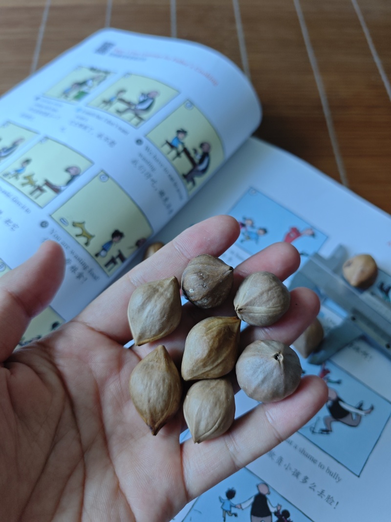 工艺橄榄核橄榄核核雕原料