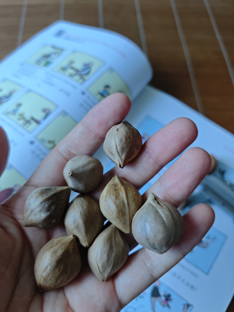 工艺橄榄核橄榄核核雕原料