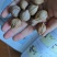 工艺橄榄核橄榄核核雕原料