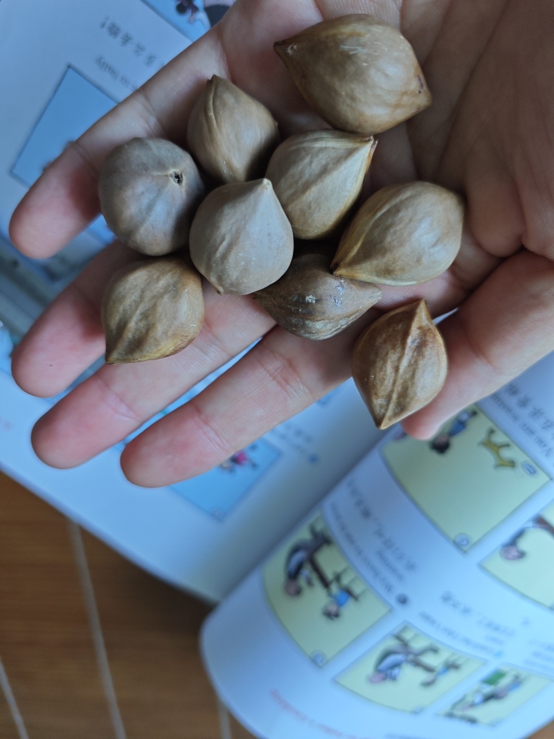 工艺橄榄核橄榄核核雕原料