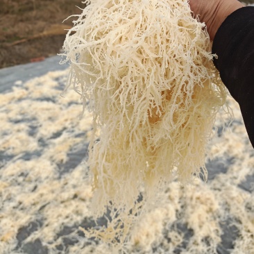 精品龙须菜潮菜半干菜50斤装，55斤装，60斤装等