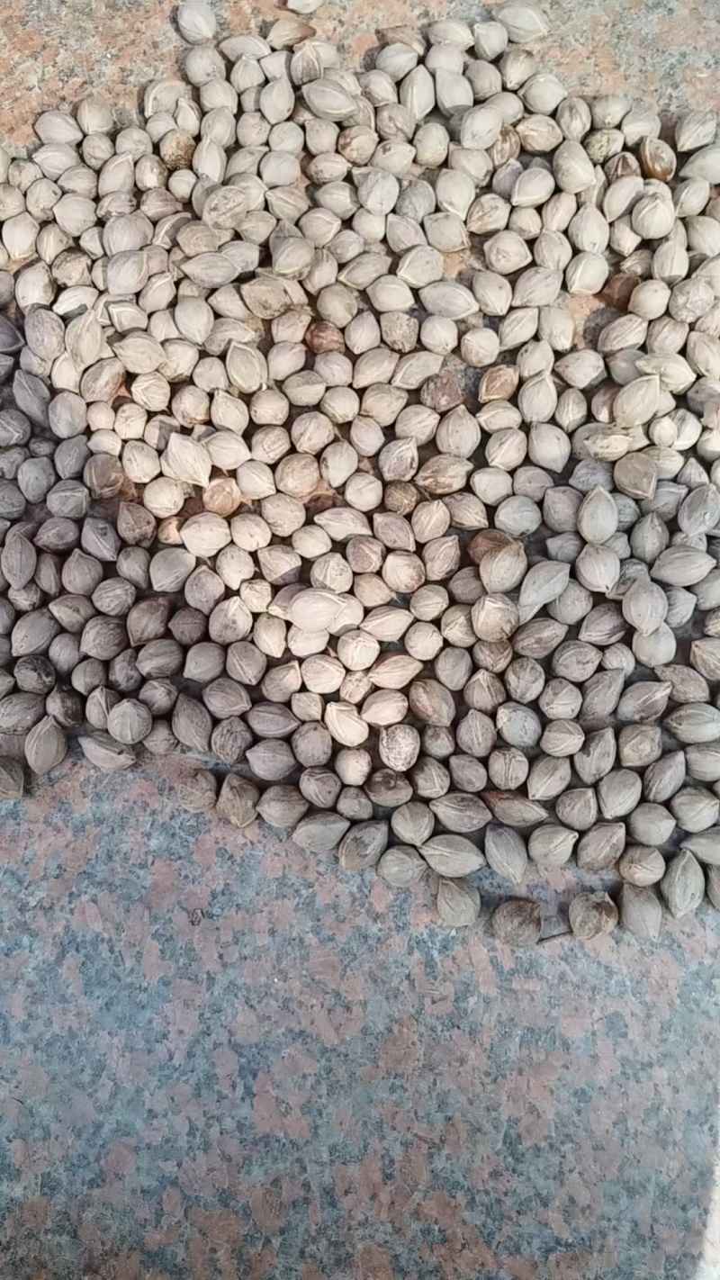 工艺橄榄核橄榄核核雕原料