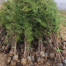 侧柏苗一米侧柏树苗营养杯侧柏苗各种规格侧柏树苗