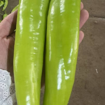 辣椒