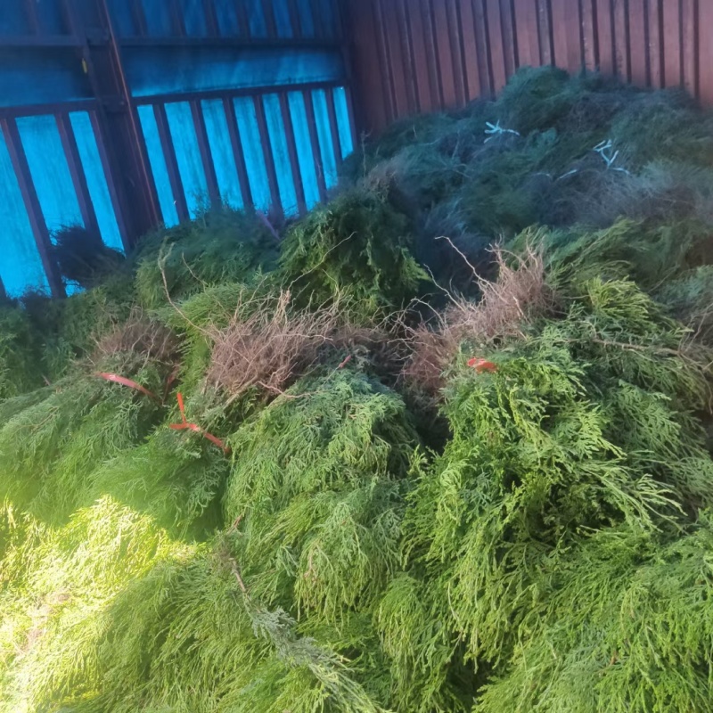 侧柏苗一米侧柏树苗营养杯侧柏苗各种规格侧柏树苗