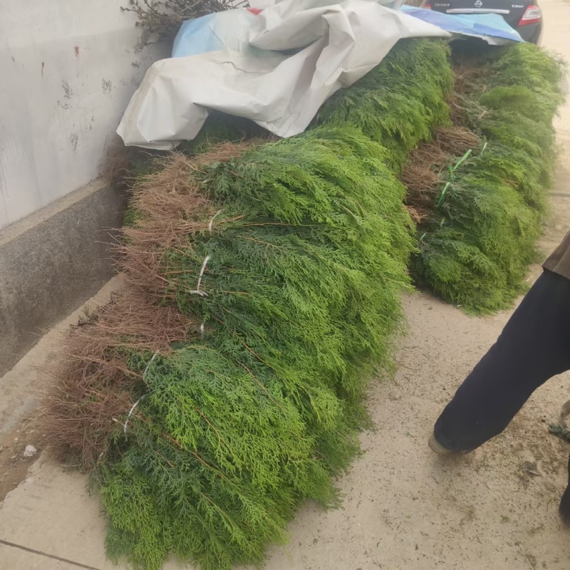 侧柏苗一米侧柏树苗营养杯侧柏苗各种规格侧柏树苗