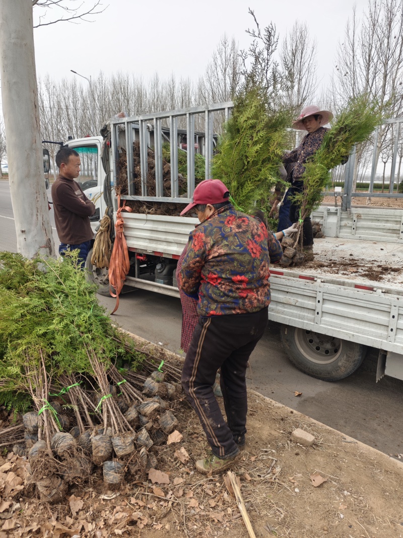 侧柏苗一米侧柏树苗营养杯侧柏苗各种规格侧柏树苗