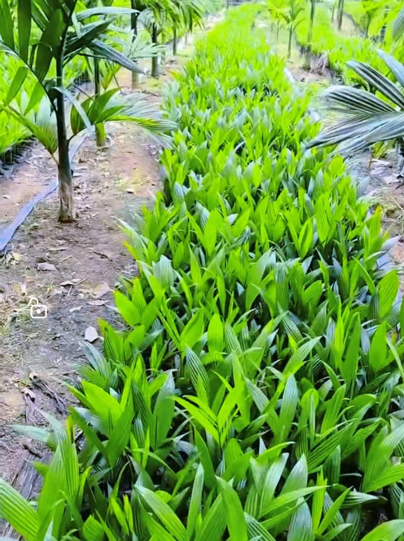 海南本地矮节槟榔苗，量大从优，可实地选苗联系请看商品图