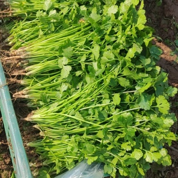香菜