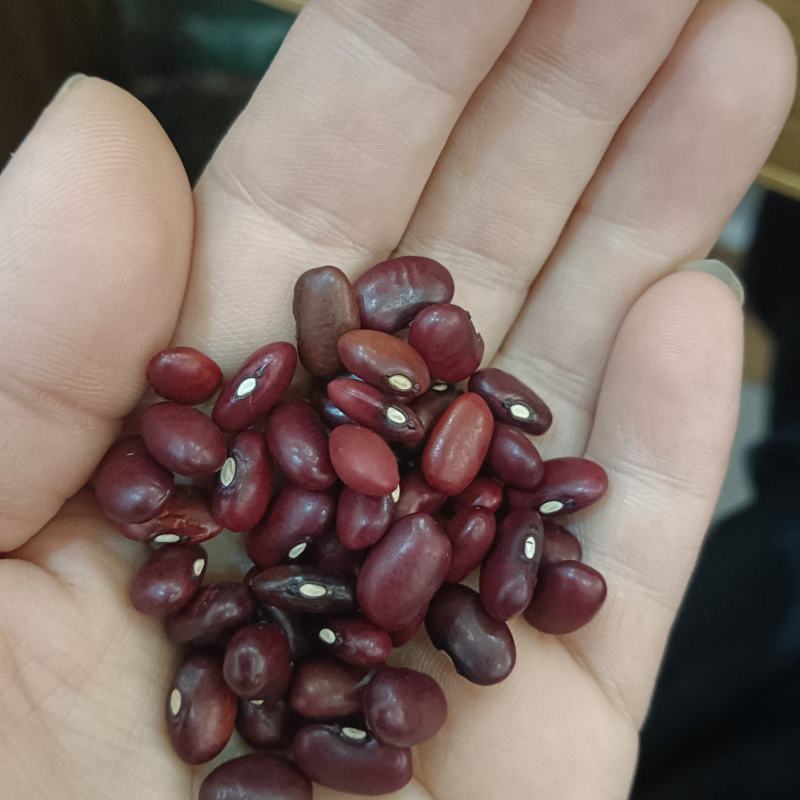 海华农产品小粒紫芸豆