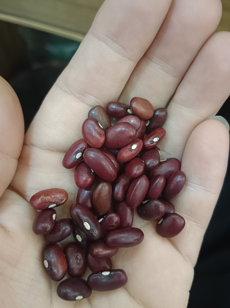 海华农产品小粒紫芸豆