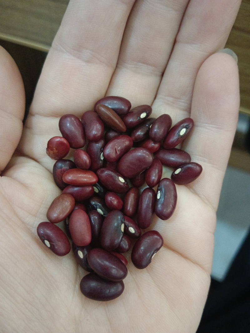 海华农产品小粒紫芸豆