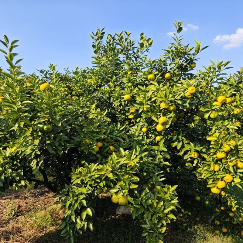 【优选】新余蜜橘/新余蜜橘，橘子对接市场，档口，出口外贸团购