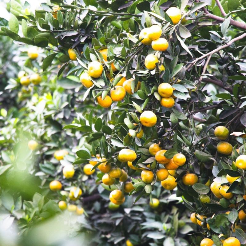 【优选】新余蜜橘/新余蜜橘，橘子对接市场，档口，出口外贸团购
