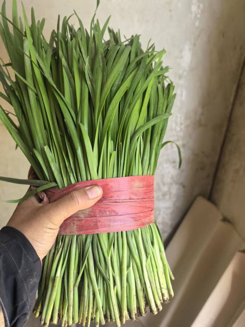韭菜一手货源全国发货质量保证量大从优，支持视频看