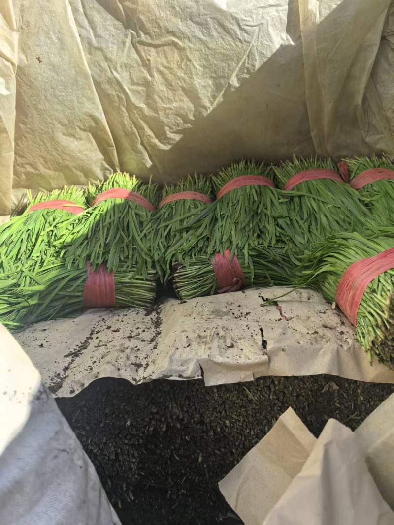 韭菜一手货源全国发货质量保证量大从优，支持视频看