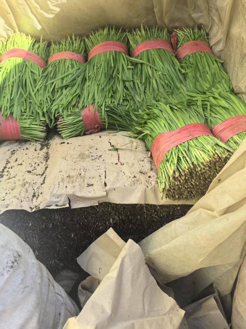 韭菜一手货源全国发货质量保证量大从优，支持视频看