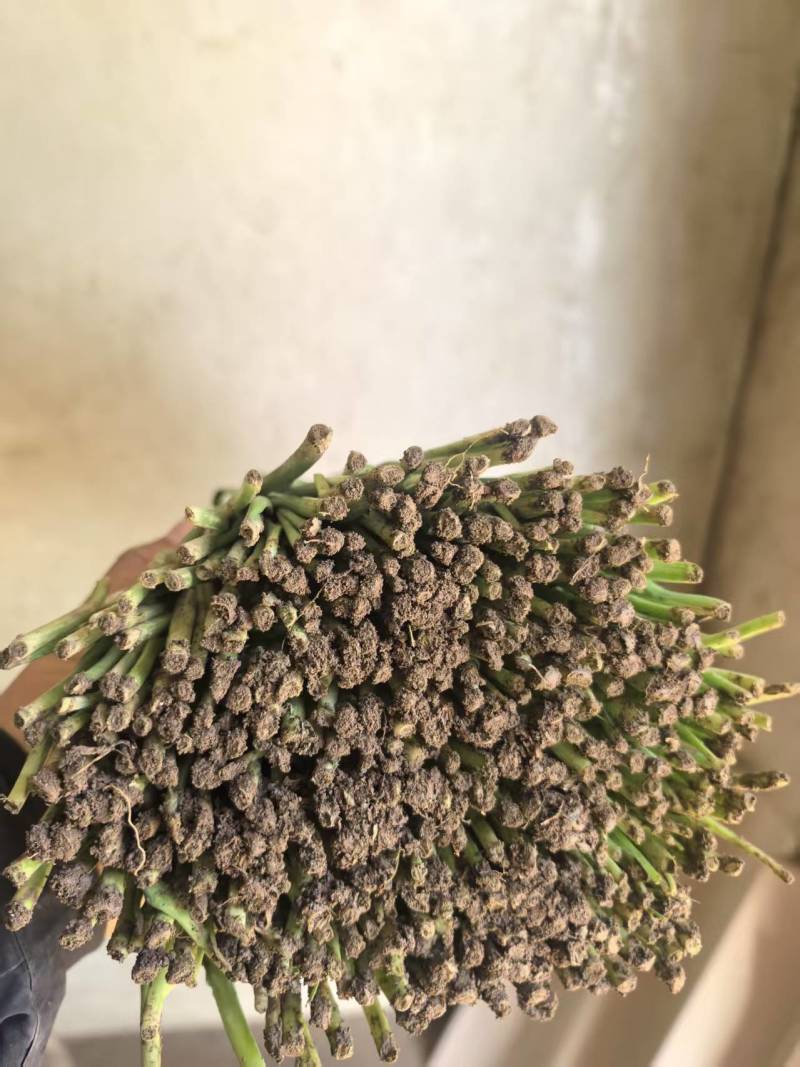韭菜一手货源全国发货质量保证量大从优，支持视频看