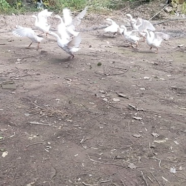 三花鹅