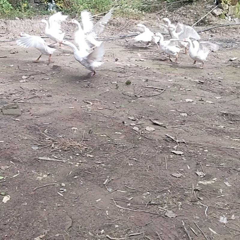 三花鹅