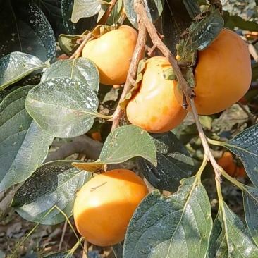 脆甜，个头大
