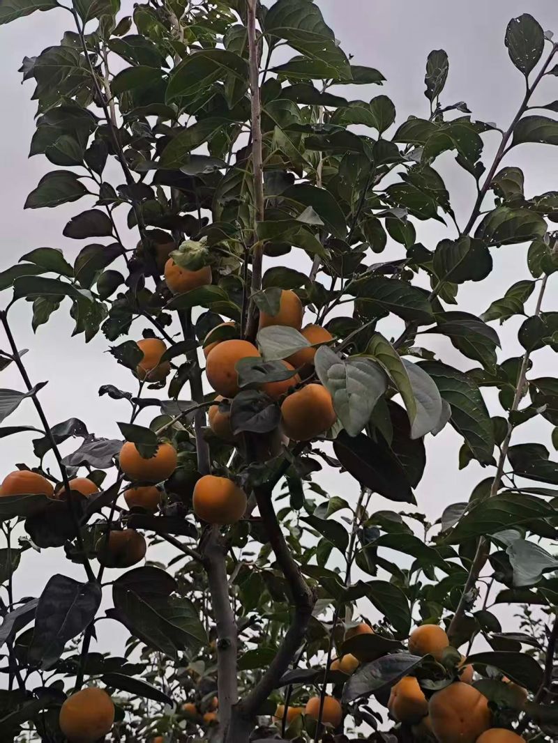 脆甜，个头大