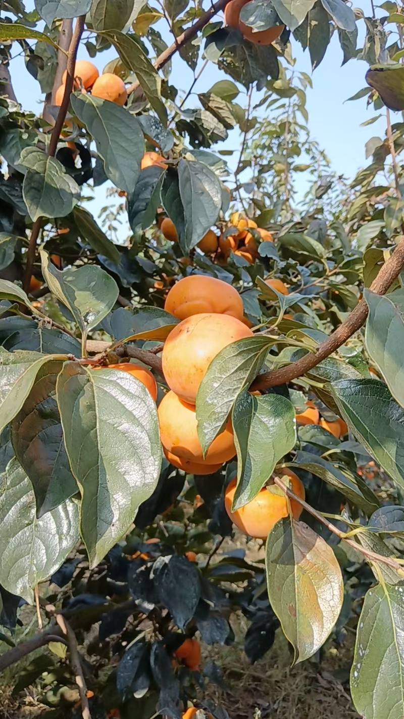 脆甜，个头大
