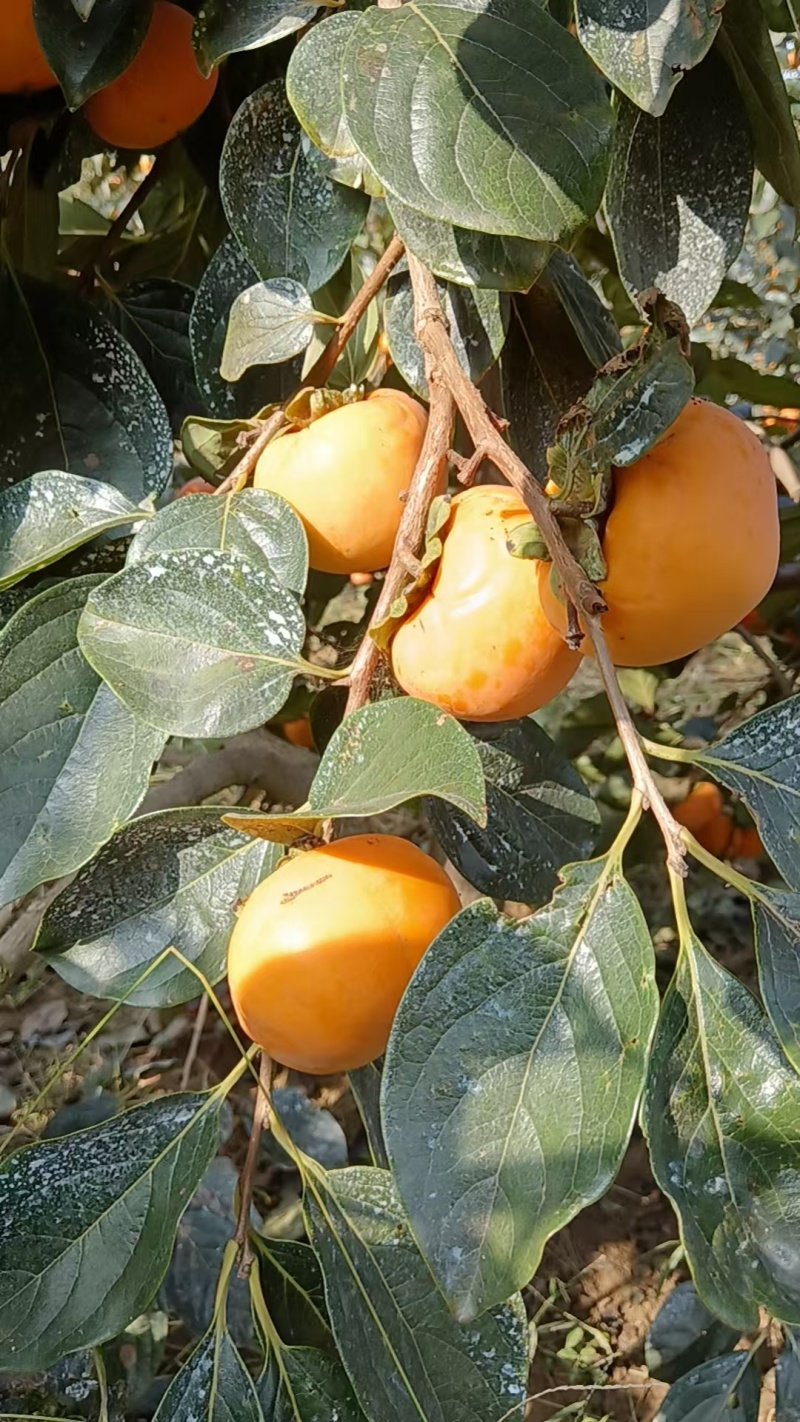 脆甜，个头大