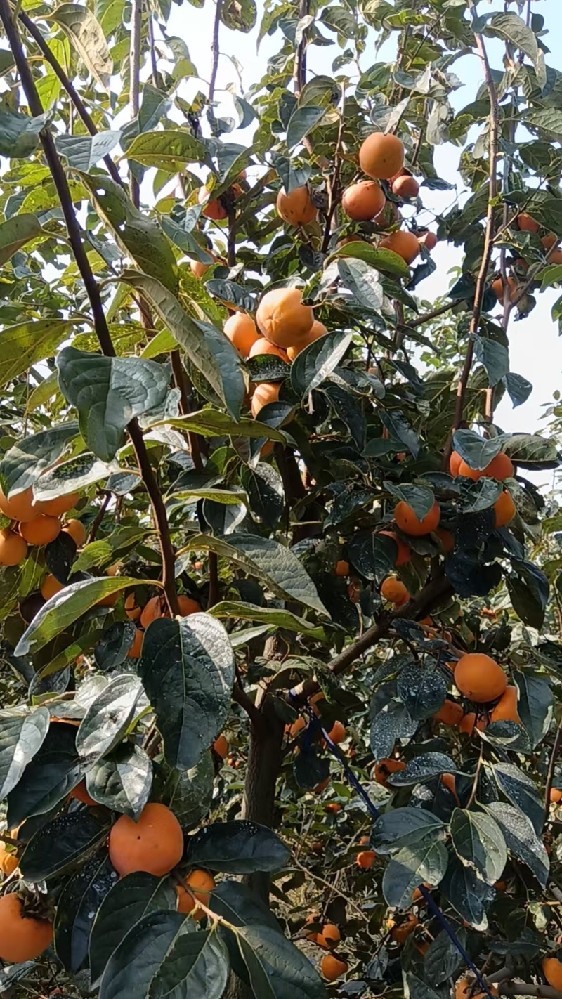 脆甜，个头大