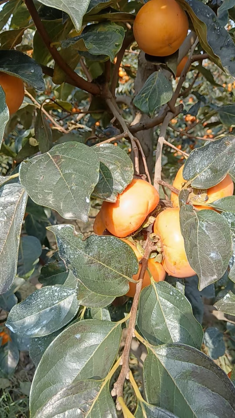脆甜，个头大