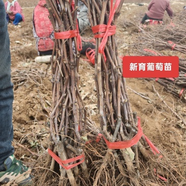 新育葡萄苗基地发货产地一手货源