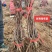 新育葡萄苗基地发货产地一手货源
