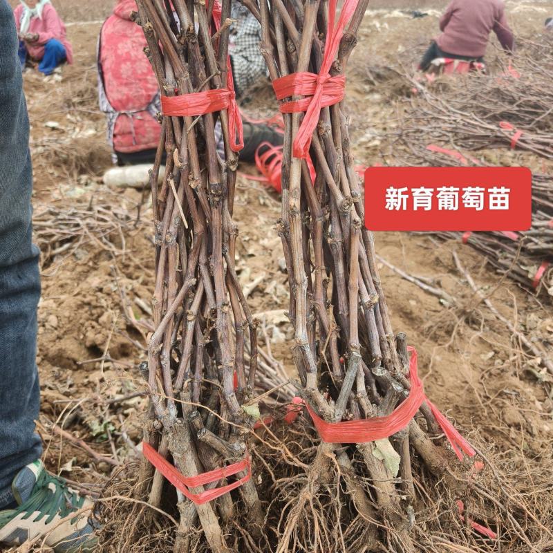 新育葡萄苗基地发货产地一手货源