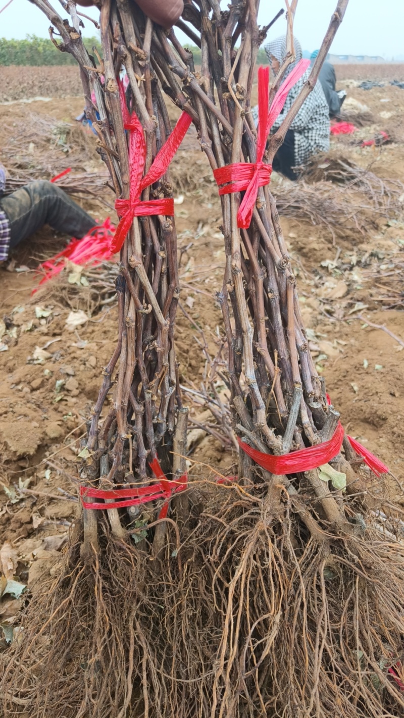 新育葡萄苗基地发货产地一手货源