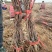 新育葡萄苗基地发货产地一手货源